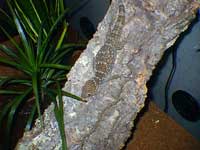 Female Tokay